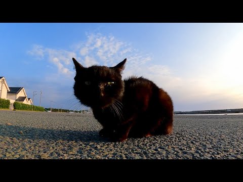 漁港にいた黒猫を撫でると他の猫も恐る恐る近づいてきて遠巻きにこっちを見ていた(YouTube)