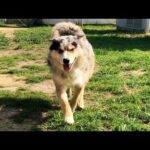 シュンくんのオープニング動画の撮影NGになってしまいました(YouTube)