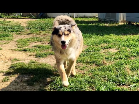 シュンくんのオープニング動画の撮影NGになってしまいました(YouTube)