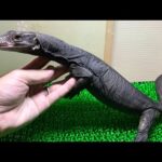念願のブラックドラゴンお迎え！(YouTube)