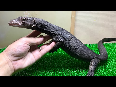 念願のブラックドラゴンお迎え！(YouTube)