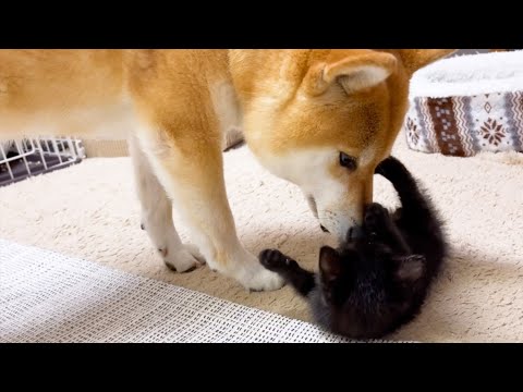 怖がってた仔猫に触れる事が出来た柴犬♥(YouTube)