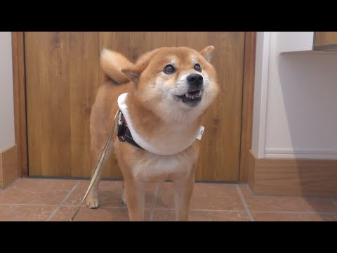 暑さ対策で「凍る首輪」をつけて散歩してみた。(YouTube)