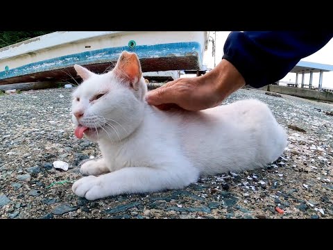 漁港にピンク猫がいたので背中を撫でると喜んで足元に擦り寄ってきてカワイイ(YouTube)