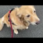 かわいいちゃん(YouTube)