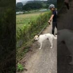 野犬尾崎くん　まるでサメ⁉️ うふふ　#Shorts(YouTube)