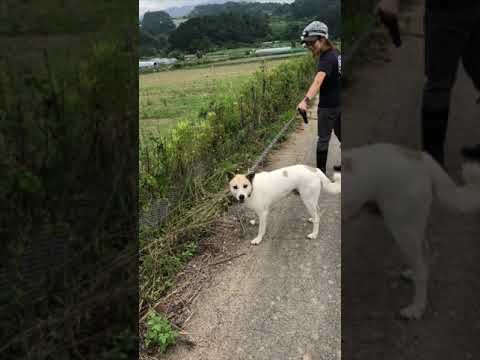 野犬尾崎くん　まるでサメ⁉️ うふふ　#Shorts(YouTube)