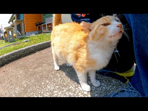 顔を見ると擦り寄ってくる猫島の猫が可愛過ぎる(YouTube)