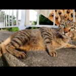 目がクリクリなキジトラ猫が橋の上でお腹を見せながら甘えてきた(YouTube)