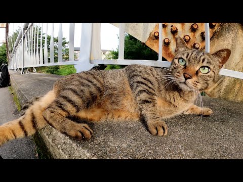 目がクリクリなキジトラ猫が橋の上でお腹を見せながら甘えてきた(YouTube)