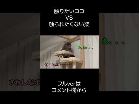 触りたい猫VS触られたくない猫 #shorts(YouTube)