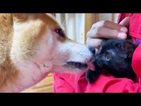 仔猫の存在に気付いたRニャンズ♥隣のお部屋まで子猫大冒険♪(YouTube)