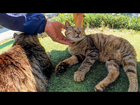 猫島の飲食店の外の席がネコカフェみたいで楽しい(YouTube)