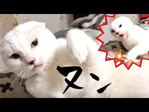 怒りがMAXになると耳がなくなる白猫(YouTube)