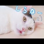 太ったことを指摘されたら舌が出てしまった猫チロさん(YouTube)