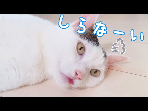 太ったことを指摘されたら舌が出てしまった猫チロさん(YouTube)