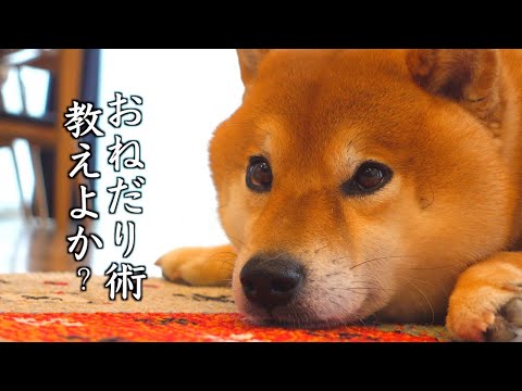柴犬がかわいい方法でおねだりしてきた日。(YouTube)