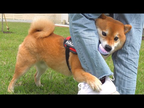 パパ弟が連れてきた女性と初対面する柴犬。(YouTube)