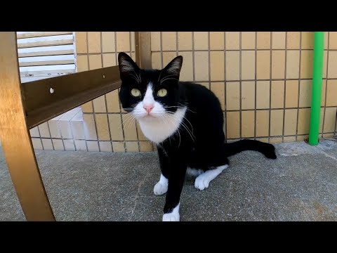 建物の日陰で休むハチワレ猫を撫でると茶トラ猫クンもやって来た(YouTube)
