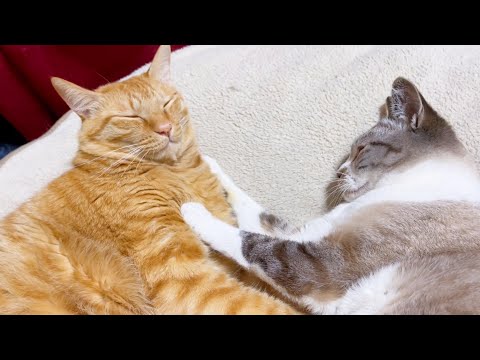 甘える時は柴犬経由で♥大好きな茶トラ猫に甘える末っ子猫♪(YouTube)