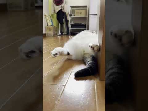 「足、浮いてるよ」言われかねない猫 #shorts(YouTube)