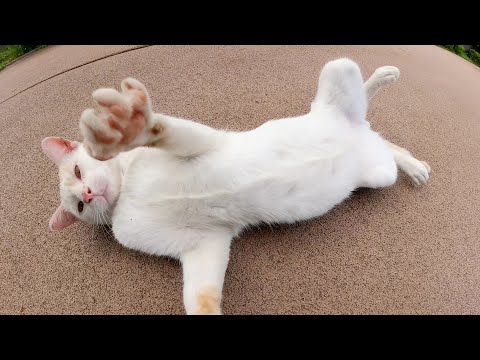 しなやかな動きでゴロンゴロンする茶シロ猫(YouTube)