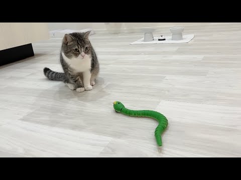 初めてヘビに追いかけられた猫がまさかのこうなりました…w(YouTube)