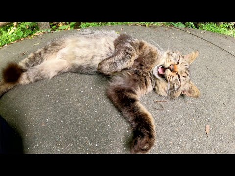 モッサリした尻尾と小顔がチャームポイントのキジトラ猫(YouTube)