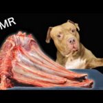 鹿の肋骨をひたすら噛み砕く咀嚼音がクセになる【犬のASMR】(YouTube)