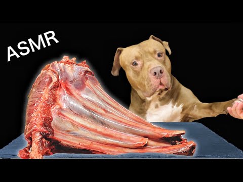鹿の肋骨をひたすら噛み砕く咀嚼音がクセになる【犬のASMR】(YouTube)