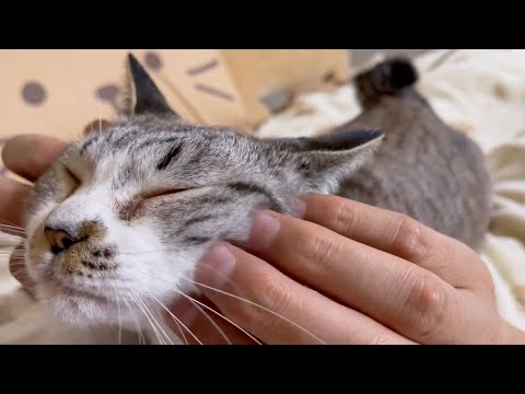 就寝前の３ニャンは安眠効果抜群です♥(YouTube)