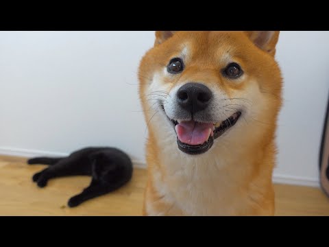 みんないなくて一人寂しくなる柴犬、寂しさのあまり。。(YouTube)