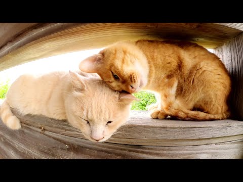 濃淡茶トラ猫コンビが窓辺で朝日を浴びながらスリスリする(YouTube)