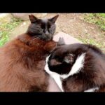 仲良しの黒猫とハチワレ猫が抱き合ってお昼寝する(YouTube)