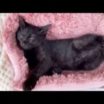 子猫が先住猫達がいるお部屋へ♪初日のニャンズの様子♥(YouTube)