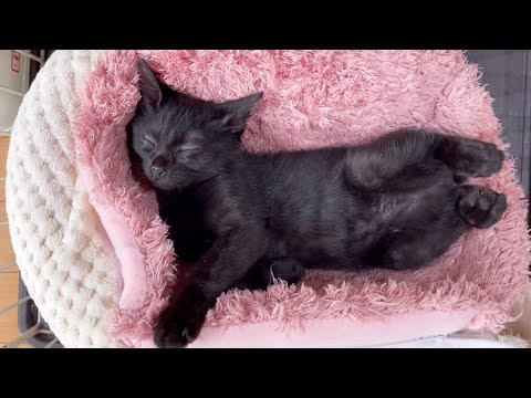 子猫が先住猫達がいるお部屋へ♪初日のニャンズの様子♥(YouTube)