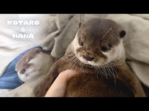 優しいカワウソが人間のためにせっせと巣作りをしてくれた　Thoughtful Otter Builds a Nest for Human(YouTube)