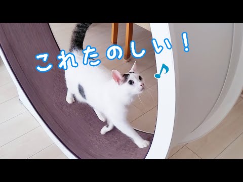 初日から回し車を全力ダッシュしまくるモモと歩き方を覚えたチロさん！！(YouTube)