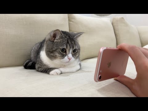 2年ぶりに母猫の姿を見た猫がまさかのこうなりました…(YouTube)
