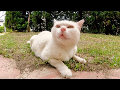 ムスッとした猫の住処を訪問したら、モフられに出てきてくれた(YouTube)