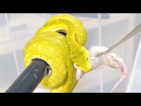 普段はおとなしい蛇でも空腹時にはこうなります(YouTube)