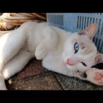 メチャクチャ可愛いけど、少し恥ずかしがり屋なシャム猫ちゃん(YouTube)