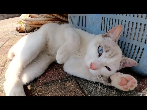 メチャクチャ可愛いけど、少し恥ずかしがり屋なシャム猫ちゃん(YouTube)