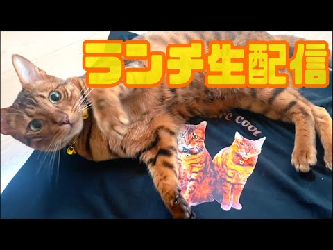 【ランチ生配信6/8】暑くてジメジメした梅雨のはじめは猫でも見て和みませんか？生配信(YouTube)