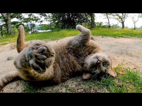 公園でグレーの猫が近づいてきて目の前でゴロンと転がった(YouTube)