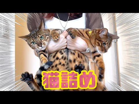 【猫のパッキング】車に猫6匹詰め込んで実家に帰ります(YouTube)