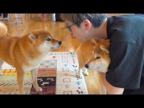 大好きな人を巡って波乱を起こす柴犬。(YouTube)