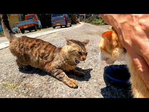 撫でられたくて勇気出して茶トラ猫軍団の縄張りに入ってきたキジトラ猫(YouTube)