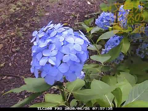 井の頭自然文化園 花ごよみ動画 アジサイの開花(YouTube)