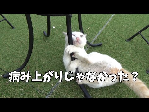 一体誰がこの猫の動きを真似出来ると言うの？(YouTube)